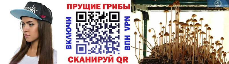 Псилоцибиновые грибы прущие грибы  Грозный 